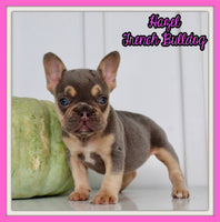 Hazel AKC Female French Bulldog $1850