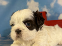 Reese Male ACA Shihtzu $985