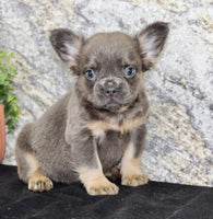 Crystal Female AKC French Bulldog $1400