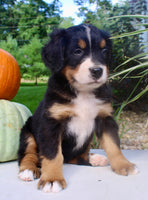Lucy Female AKC Bernese Mountain Dog $1800