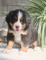 Lexi Female AKC Bernese Mountain Dog $2000