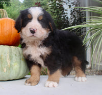 Theo Male AKC Bernese Mountain Dog $1800