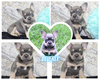 Beverly Female AKC French Bulldog $1050