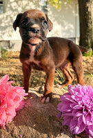 Zeus Male AKC Boxer $1950