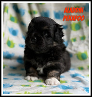 Aladdin Male Pekapoo $1660