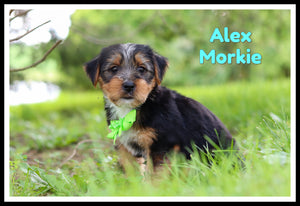 Morkie