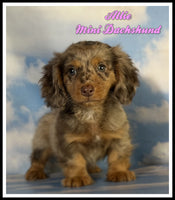 Mini Dachshund