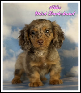 Mini Dachshund