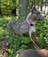 American Bully