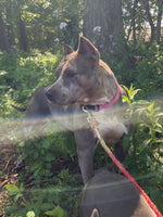 American Bully