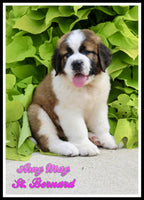 Amy May Female AKC Saint Bernard $1350