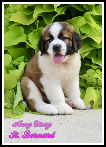 Saint Bernard