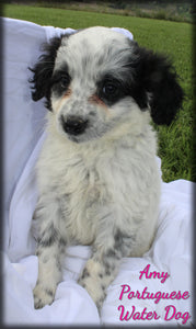 Portuguese Water Dog