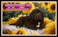 Angel Female AKC Newfoundland $1625