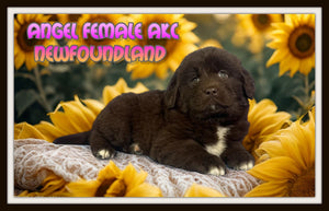 Angel Female AKC Newfoundland $1625
