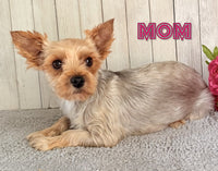 Nova Female AKC Yorkshire Terrier $1250