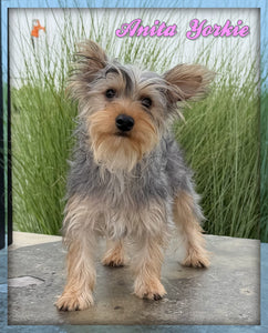 Yorkshire Terrier