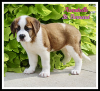 Annabelle Female AKC Saint Bernard $1350