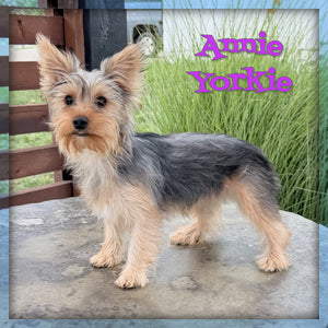 Yorkshire Terrier