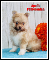 Apollo Male ACA Pomeranian $1325