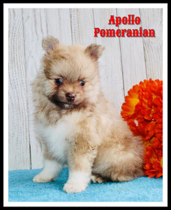 Pomeranian