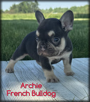 Archie Male AKC French Bulldog $1300