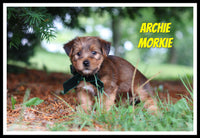 Archie Male Morkie $1400