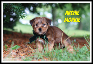 Morkie