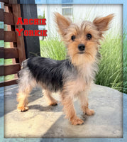 Archie Male AKC Yorkshire Terrier $575