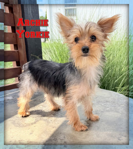 Yorkshire Terrier