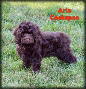 Cockapoo