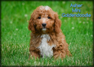 Mini Goldendoodle