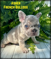 Asher Male AKC French Bulldog $1300