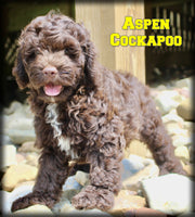 Aspen Male Cockapoo $925