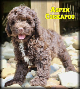 Cockapoo