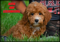Aspen Male Mini Goldendoodle $700