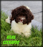 Atlas Male Cockapoo $925