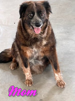 Rocky Male Australian Shepherd Mix $250