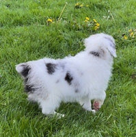 Mini Aussiedoodle
