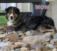 Clyde Male Mini Aussiepoo $1395