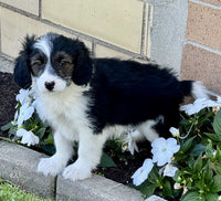 Mini Aussiepoo