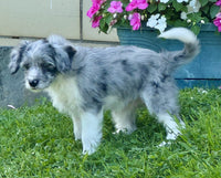 Mini Aussiepoo
