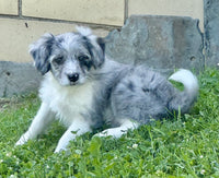 Mini Aussiepoo
