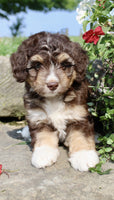Mini Aussiepoo
