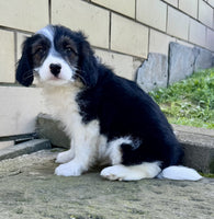Mini Aussiepoo