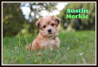 Austin Male Morkie $1600