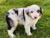 Mini Australian Shepherd