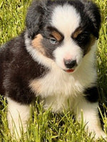 Mini Australian Shepherd
