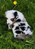 Mini Australian Shepherd