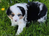 Mini Australian Shepherd